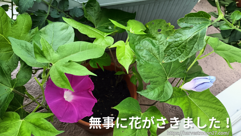 復活した朝顔