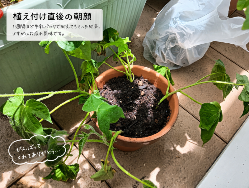 植え付け直後の朝顔。1週間ほど牛乳パックで過ごした結果、さすがにお疲れ気味です。