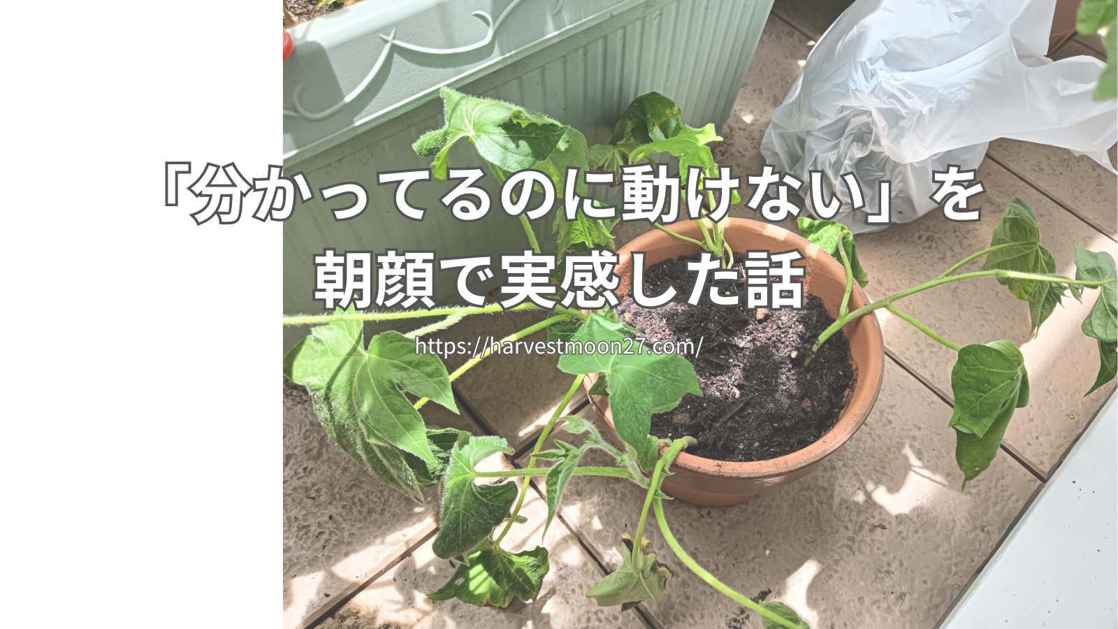 小学校の朝顔を1週間放置して気づいた「スモールステップ」の大切さ